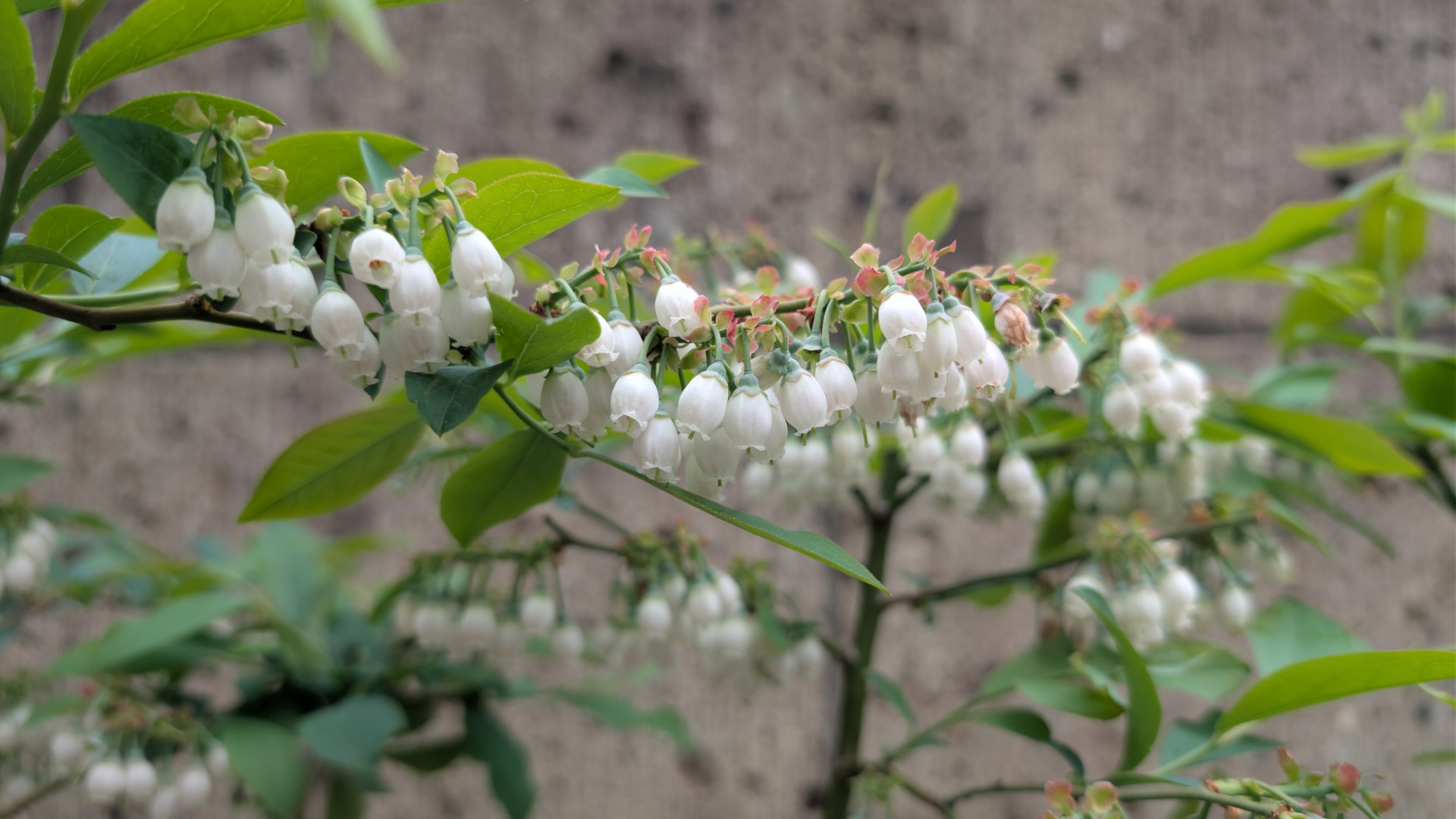 ホームページ、できました。― みかんの冬を越えて、ブルーベリーが花を咲かせています