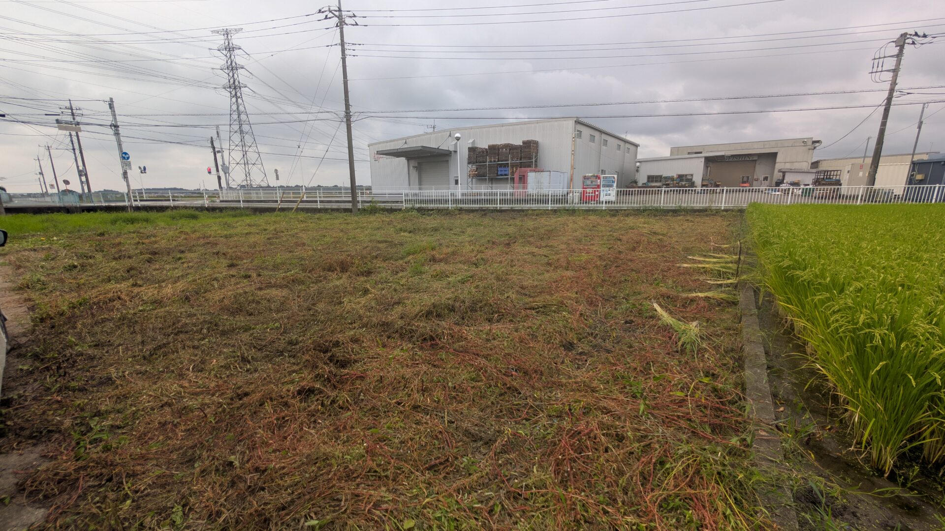 新農地、3日かけて草刈り完了。来年のブルーベリーが楽しみです